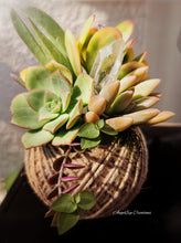 Load image into Gallery viewer, Kokedama