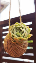 Load image into Gallery viewer, Kokedama