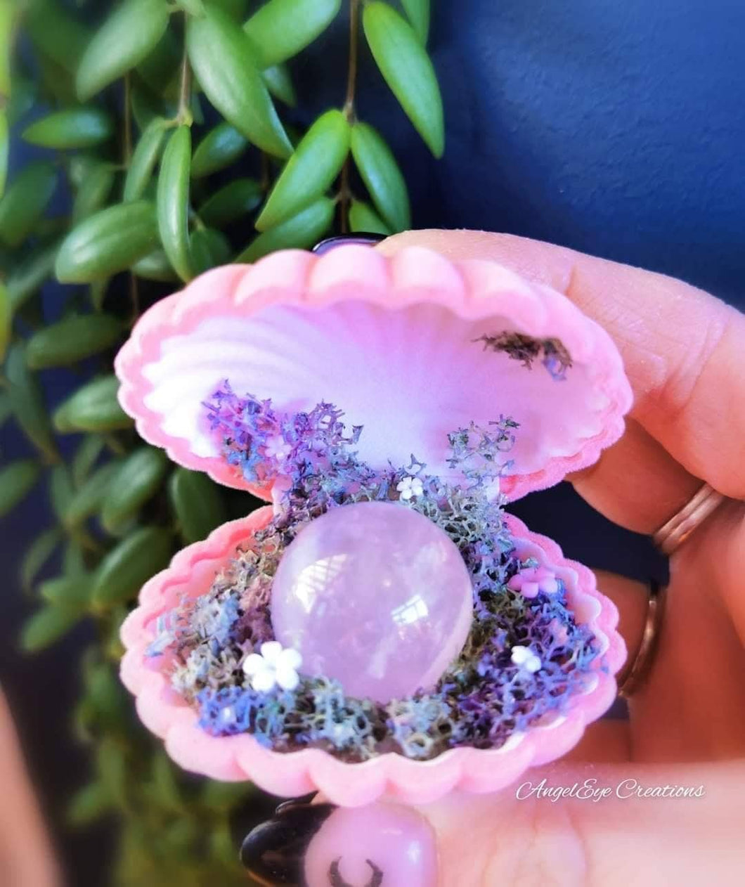 Pink Rose clam